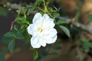 Roses in garden photo