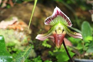 hermosa orquidea amarilla foto