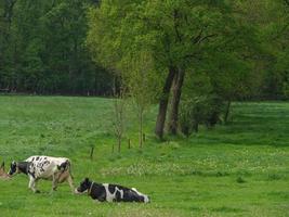 vacas en el muensterland alemán foto