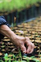 female hands hold a young seedling photo