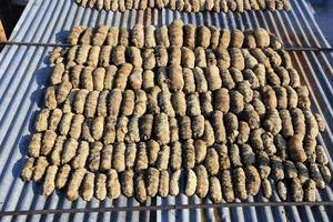 Drying Sea Cucumber Outdoor photo