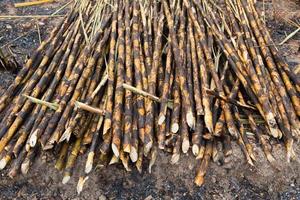 Sugarcane field fired photo