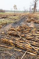 Sugarcane field fired photo