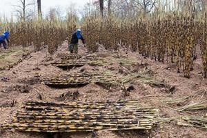 Sugarcane field fired photo