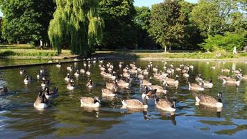 vista aérea de las aves acuáticas en el lago del parque wardown y la zona residencial de la ciudad de luton en inglaterra foto