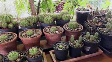 Cactus panoramique 4k dans un pot. video
