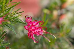 Red spider flower or Grevillea punicea flower photo