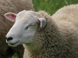 sheeps on a field in germany photo