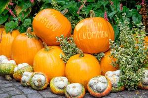 calabazas en el muensterland alemán foto