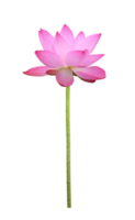 Pink lotus flower in full bloom isolated on transparent background for design usage purpose png