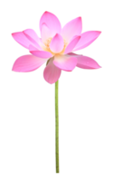 Pink lotus flower in full bloom isolated on transparent background for design usage purpose png