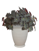 Large begonia plant in white terracotta clay pot isolated on transparent background with clipping path for garden design usage png