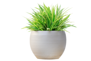 Variegated grass pandanus plant in white round contemporary pot container isolated on transparent background for garden design usage