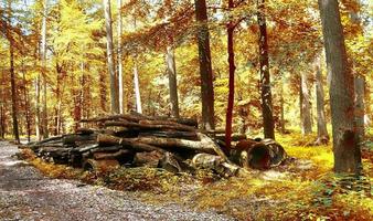 Beautiful panorama view on a golden autumn landscape found in europe photo