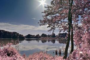 hermoso paisaje infrarrojo rosa en un lago con una superficie de agua reflectante. foto