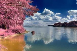 Beautiful pink infrared landscape at a lake with a reflective water surface. photo