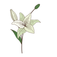 desenho de flor em estilo de contorno preenchido png