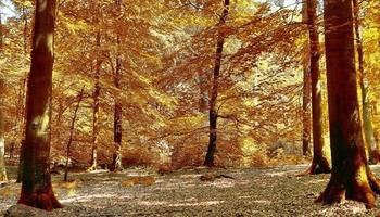 hermosa vista panorámica sobre un paisaje dorado de otoño que se encuentra en europa foto