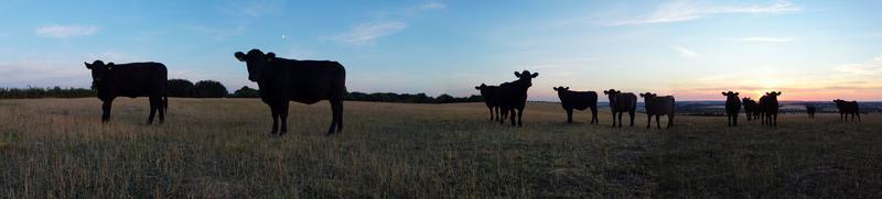 hermosos toros y vacas británicos negros en las granjas rurales de Inglaterra, imágenes de drones al atardecer foto