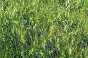 Beautiful and detailed close up view on crop and wheat field textures in northern europe. photo