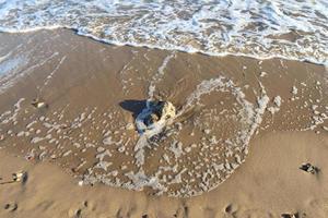 Beautiful view on sandy beaches at the baltic sea on a sunny day photo
