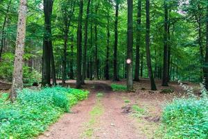 Beautiful view into a dense green forest with bright sunlight casting deep shadow photo