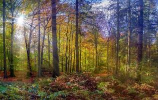 View into a vibrant and colorful autumn forest with fall foliage and sunlight beams photo