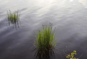 Beautiful landscape at the coast of a lake with a reflective water surface and some reed and grass photo