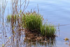 Beautiful landscape at the coast of a lake with a reflective water surface and some reed and grass photo