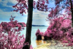 Beautiful pink infrared landscape at a lake with a reflective water surface. photo