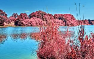 Beautiful pink infrared landscape at a lake with a reflective water surface. photo
