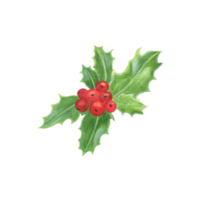 Traditional winter holiday plant, holly leaves and berries, end of the year celebrations symbol, family and home png