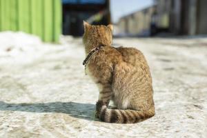 Stray cat outside in winter. Pet without owner. photo