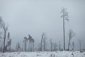 Winter landscape. Deforestation in winter. Field in snow.. Remaining trees. photo
