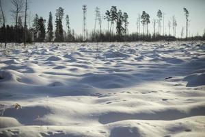 Winter field and forest. Landscape on deforestation. Open space in natural park. photo