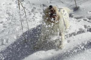 el perro juega en invierno. mascota a pie. el perro esta activo foto