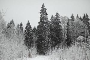 We ate in snow. Winter forest outside city. Landscape in national park. photo