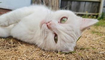 Beautiful Persian Breed Cat in the Home Garden, close up shot photo