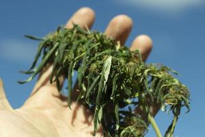 Marijuana plant is in summer. Hand holds cannabis. Wild marijuana plant. photo