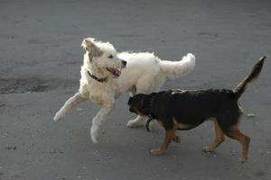 Dogs play outside. Pets fight. Dogs run on asphalt. photo