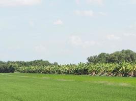 nature rice tree grassy lush verdancy verdant verdantly verdure verdurous verdurousness greenery greenish viridity Green fields grass green manicured lawns banana photo