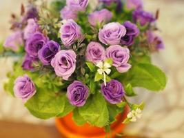 violet rose flower in pot photo