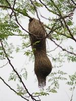 nido de pájaro, tejedor en el árbol foto