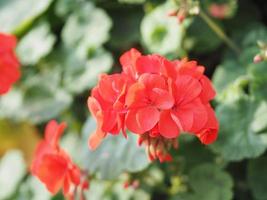 red flower blooming in garden on nature background photo