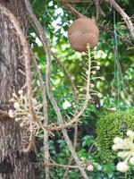 Shorea robusta, Dipterocarpaceae, Couroupita guianensis Aubl., Sal blooming in garden on blurred nature background photo