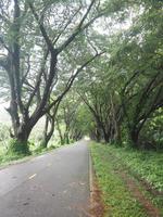 truck tree nature background alphast road photo