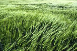hermosa y detallada vista de primer plano sobre las texturas de cultivos y campos de trigo en el norte de europa. foto