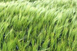 hermosa y detallada vista de primer plano sobre las texturas de cultivos y campos de trigo en el norte de europa. foto