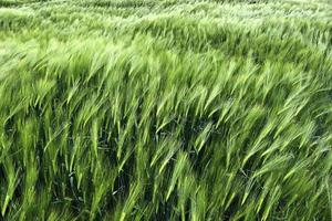 Beautiful and detailed close up view on crop and wheat field textures in northern europe. photo