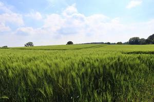 Beautiful and detailed close up view on crop and wheat field textures in northern europe. photo